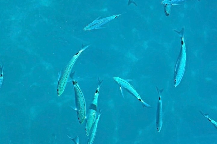 Group of small fish swimming in clear, blue water.